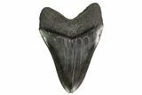 Fossil Megalodon Tooth - South Carolina #149419-2